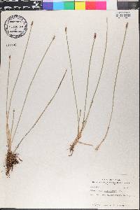 Eleocharis engelmannii image