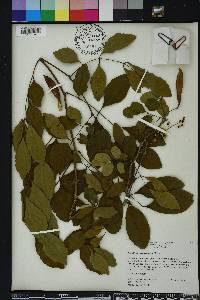 Millettia peguensis image
