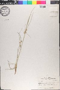 Cyperus acuminatus image