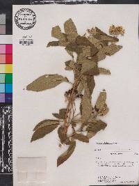 Solanum donianum image