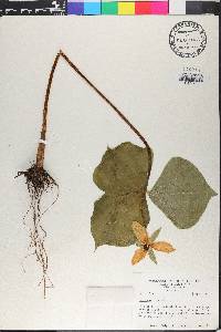 Trillium erectum image