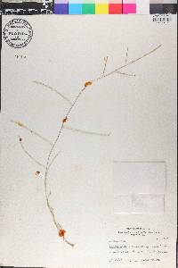 Schedonnardus paniculatus image
