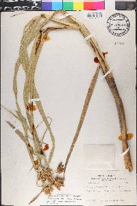 Bolboschoenus fluviatilis image
