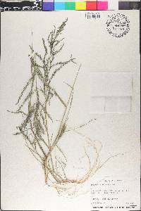 Eragrostis pectinacea var. pectinacea image