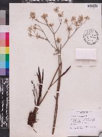 Eriogonum floridanum image