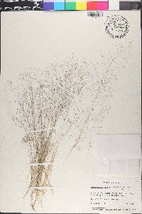 Muhlenbergia torreyi image