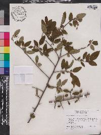 Malus angustifolia image