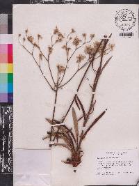 Eriogonum floridanum image