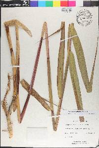 Phragmites australis image