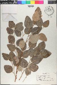 Eucalyptus polyanthemos image