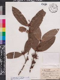 Lacmellea aculeata image