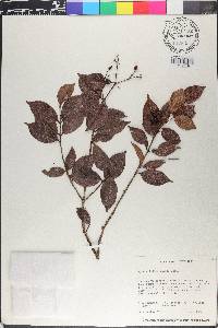 Myrcia fallax image