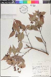 Myrcia splendens image