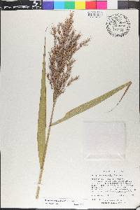 Phragmites australis image