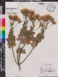 Garberia heterophylla image