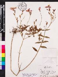 Rhexia nashii image