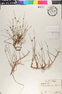 Cyperus laevigatus image