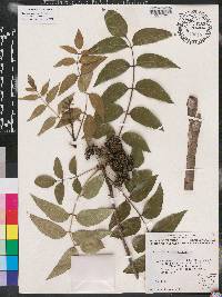 Zanthoxylum clava-herculis image