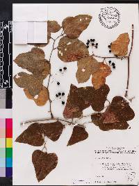Smilax tamnoides image