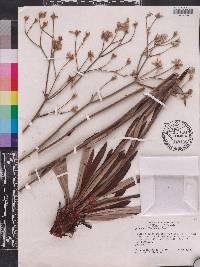 Eriogonum floridanum image