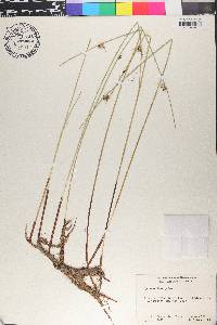 Cyperus laevigatus image