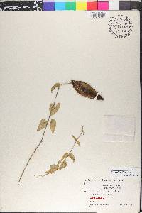 Matelea pubiflora image