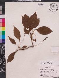 Schisandra glabra image