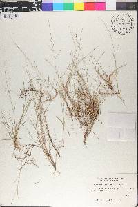 Schedonnardus paniculatus image