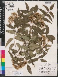 Zanthoxylum clava-herculis subsp. clava-herculis image