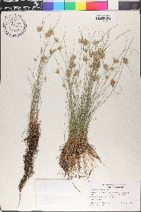 Cyperus flavescens image
