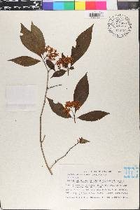 Deppea grandiflora image