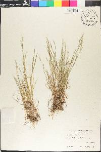 Bromus macrostachys image