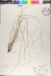 Sporobolus heterolepis image