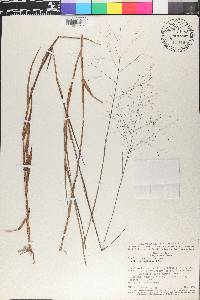 Panicum pseudisachne image