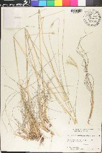 Bothriochloa edwardsiana image