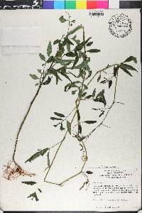 Solanum pyrifolium image
