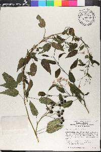 Solanum pyrifolium image