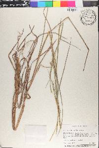 Schizachyrium semiberbe image