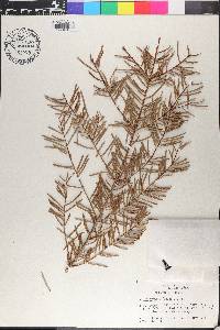 Abies grandis image