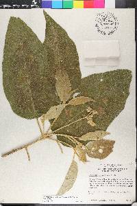 Solanum erianthum image