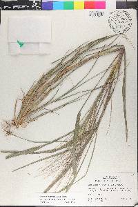 Leptochloa panicea image