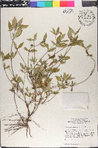 Spermacoce assurgens image