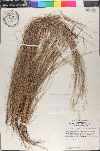 Schizachyrium gracile image