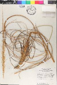 Uniola virgata image