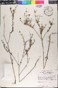 Spermacoce verticillata image