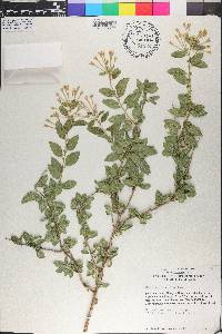 Cestrum brevifolium image
