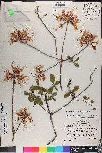 Rhododendron canescens image