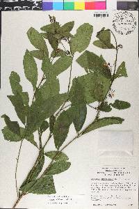 Solanum nudum image