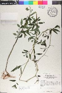 Solanum pyrifolium image