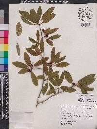 Ilex amelanchier image